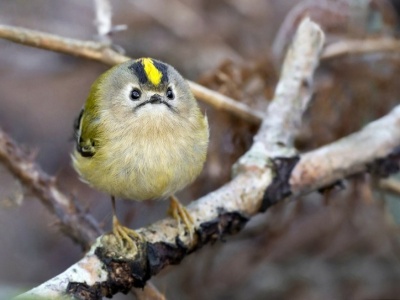 Te maluch waży tylko kilka gramów. Spędza zimę w Polsce
