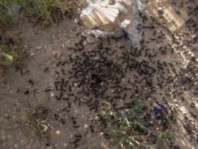 Przejmuje kontrolę nad kolonią. Przez nią zabijają własną królową