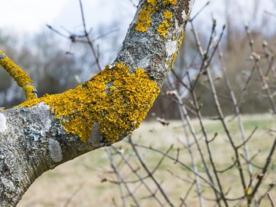 Tak usuniesz mech i porosty z drzewa. Ta mieszanka zadziała błyskawicznie