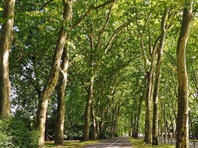 Takiej decyzji w sprawie drzew nie było. Ludzie zdecydowali w referendum
