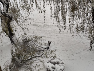 Łamiąca się wierzba przy budzi obawy mieszkańców. Andrychów
