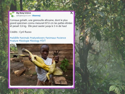 Tu kumkają żaby wielkie jak zające. Skaczą nawet na trzy metry