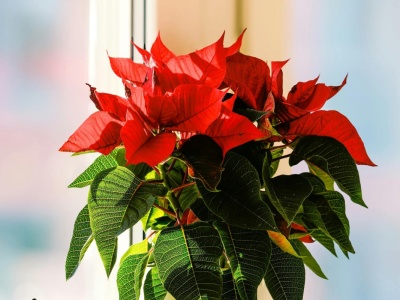 Podaj gwieździe betlejemskiej ten domowy nawóz. To gwarancja soczyście czerwonych liści