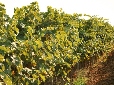 Nowa moda nabiera rozpędu. To nie kaprys, można liczyć na zyski