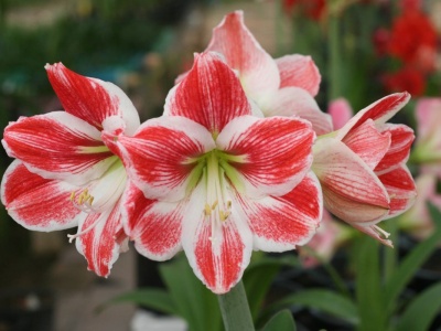 Oto najpiękniejsza roślina na świąteczny stół. Grudnik i gwiazda betlejemska odchodzą do lamusa