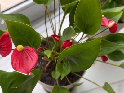 Włóż do doniczki z anturium. Dopiero wtedy będzie intensywnie kwitnąć