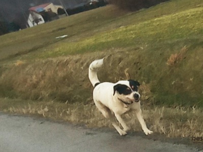 Rośnie problem z wałęsającymi się psami w gminie Mucharz