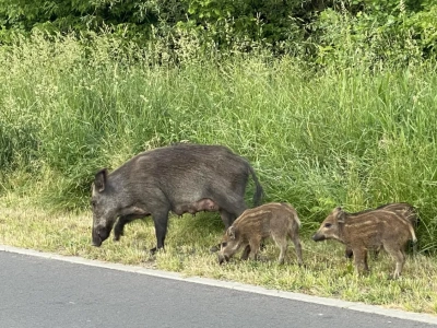 Jak zatrzymać ASF u dzików? Nowa metoda właśnie jest testowana