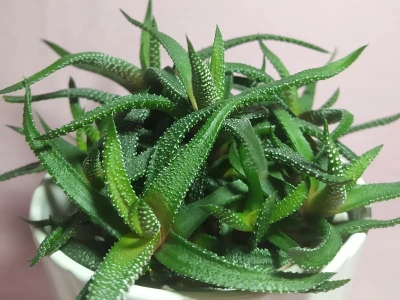 Zapominasz o podlewaniu kwiatków? Tych 7 roślin doniczkowych i tak przetrwa wszystko!