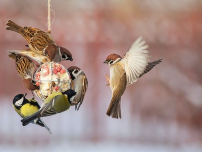 Jak dokarmiać ptaki zimą? To najczęstszy błąd. 