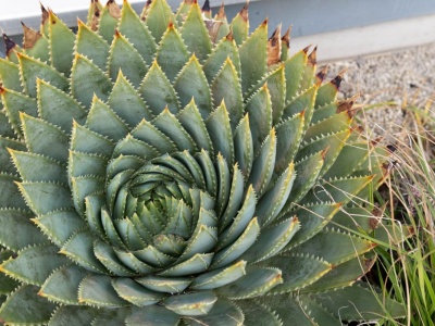 Ten aloes podbija parapety. Uprawa małego dzieła sztuki w domu jest niezwykle prosta