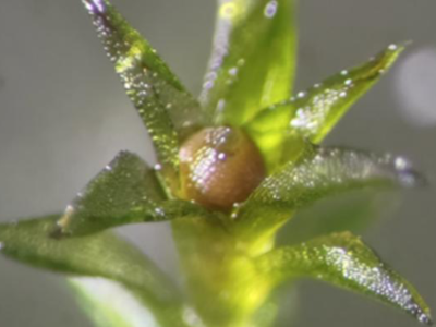 Mchy przetrwały 9 miesięcy w kosmosie. Naukowcy są zdumieni