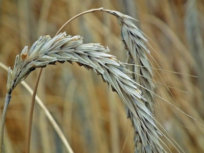 Tanie zboże z Ukrainy i Mercosur – wyzwanie dla polskich gospodarstw