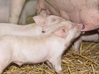 Spadek pogłowia świń o 5 mln sztuk, to mniejsze zużycia paszy o 1,5 mln ton. Tym zbożem jesteśmy zawaleni