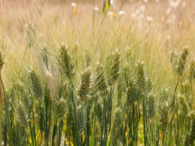 Kraje UE zebrały najwięcej pszenicy twardej od 2018 roku