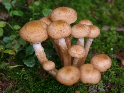 Grzybiarze nie odpuszczają mimo mrozów. Oto lista gatunków, które nie boją się zimy