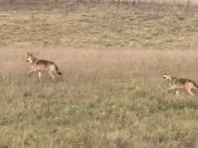 Wilki blisko zabudowań pod Olsztynem. Dumnie spacerują nad jeziorem