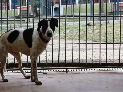 Kto poprowadzi schronisko dla zwierząt w Legnicy. Wpłynęła jedna oferta