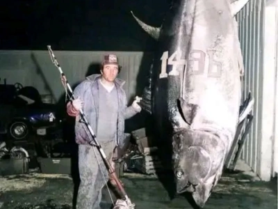 Złowił tuńczyka o wadze bliskiej 700 kg. Tego rekordu do dziś nie pobito