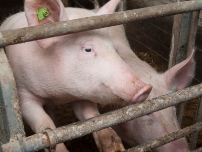 Ceny żywca wieprzowego 2025: rynek pękł szybciej, niż oczekiwano