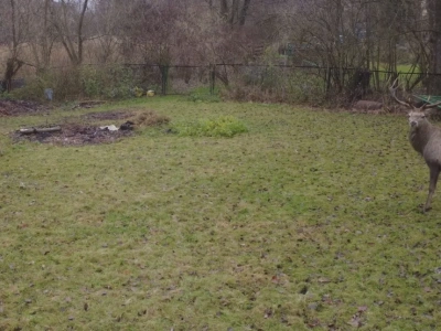 Jelenie przed obiektywem drona. Mieszkaniec Jelenia nagrał niezwykłą wizytę