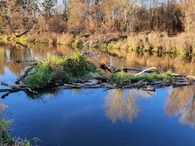 Wody Polskie usuwają zatory na Bugu, wspierając działania Straży Granicznej na wschodniej granicy