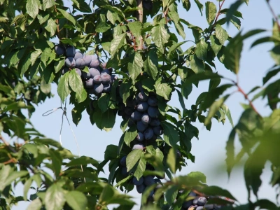 Objawy i zwalczanie X. fastidiosa. Bakteria poraża aż 300 gatunków roślin!