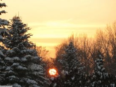 Sam wybierz i zetnij choinkę. Oto ceny drzewek