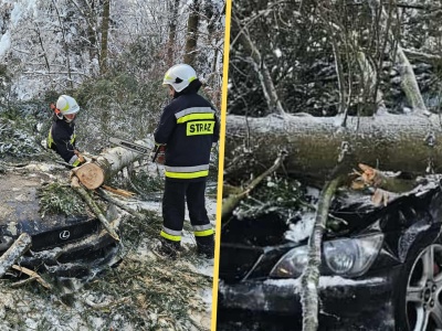 Ośnieżone drzewo nagle runęło. Wprost na jadące auto