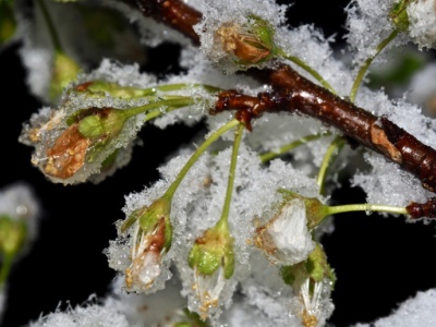 Nawet 2400 zł/ha pomocy dla sadowników. 1 grudnia ruszy nabór wniosków