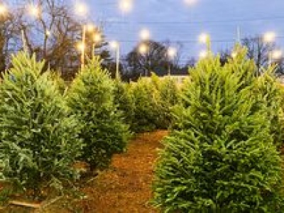 Ile w tym roku zapłacimy za choinkę? Są już oferty cenowe