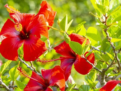 Jak pielęgnować różę chińską w domu? Kwiat, który zachwyca