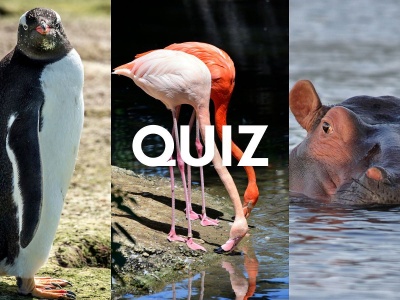 Quiz dla znawców zwierząt. Ssak, ptak czy płaz? Potrafisz odróżnić?