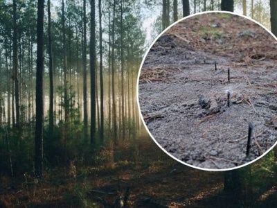 Groźna pułapka czyhała na leśnej drodze. Natknęli się na ostre pręty