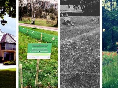 ToBeLawn – miejskie łąki, które zmieniają oblicze naszych miast