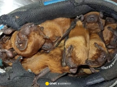 Nie mógł uwierzyć w to, co zobaczył w swoich butach. Kulisy akcji strażników