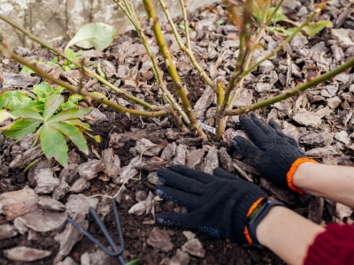 Róże obsypią się wiosną morzem kwiatów. Wystarczy, że zakopiesz to teraz pod krzewami