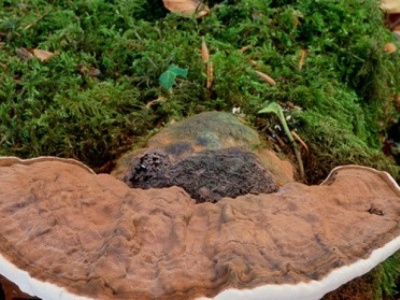 Grzyb długowieczności rośnie w Polsce. W Japonii to wielki rarytas