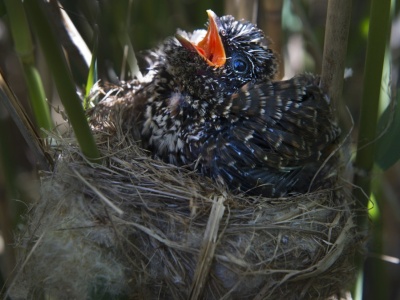 Słyną z tego, że podrzucają jaja. Zaczął się istny wyścig zbrojeń