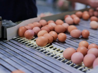 Paradoks na rynku. Jesteśmy eksportowym gigantem, a kupujemy jaja z zagranicy