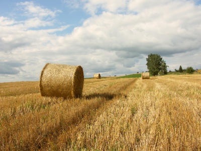 KE podniosła prognozę zbiorów: Polska pobije rekord produkcji zbóż w 2025 roku