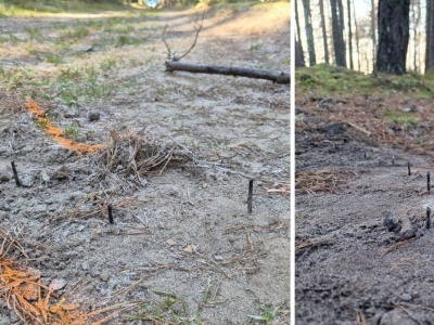 Niebezpieczna pułapka na leśnej drodze. Na miejsce wezwano policję