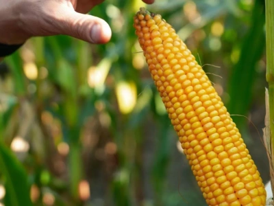 Kukurydziane nowości 2026. Te odmiany mogą zrobić różnicę na polu