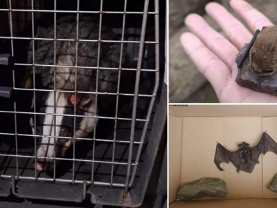 Borsuk i para nietoperzy w tarapatach. Pomogli strażnicy miejscy