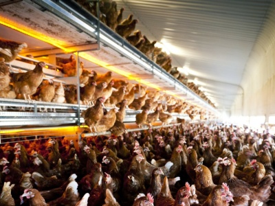 Wielkie inwestycje wysokim kosztem. Przyrodnicy ostro o rządowym planie