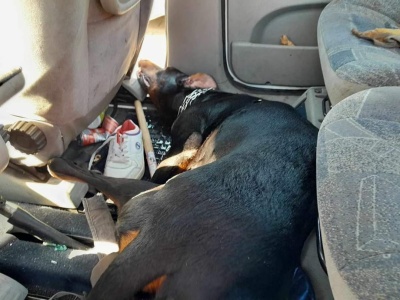 Mocny wyrok za pozostawienie psa w rozgrzanym aucie