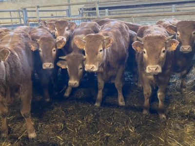 Ceny bydła zaliczają korektę. Cena za byki poubojowo spada nawet 1 zł