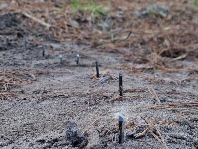 Leśnicy przecierali oczy. Ktoś zamontował w lesie tajemniczą pułapkę