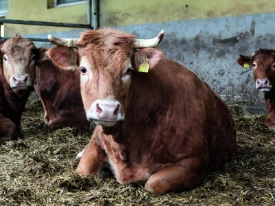 Byki drożeją, ale rolnicy mogą się przeliczyć. Jakie są aktualne ceny bydła?