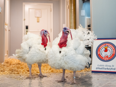 Trump ułaskawił... dwa indyki przed Świętem Dziękczynienia. Ten rytuał ma długą tradycję!